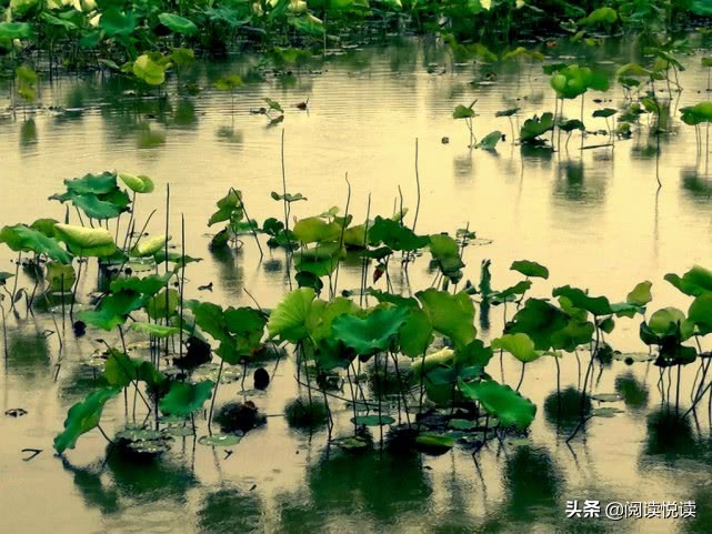 莲真的出淤泥而不染吗,出淤泥而不染的莲图片