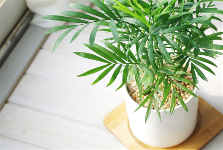 适合院子里种植的耐阴耐寒的植物,十大客厅耐阴绿植冬天不死的植物