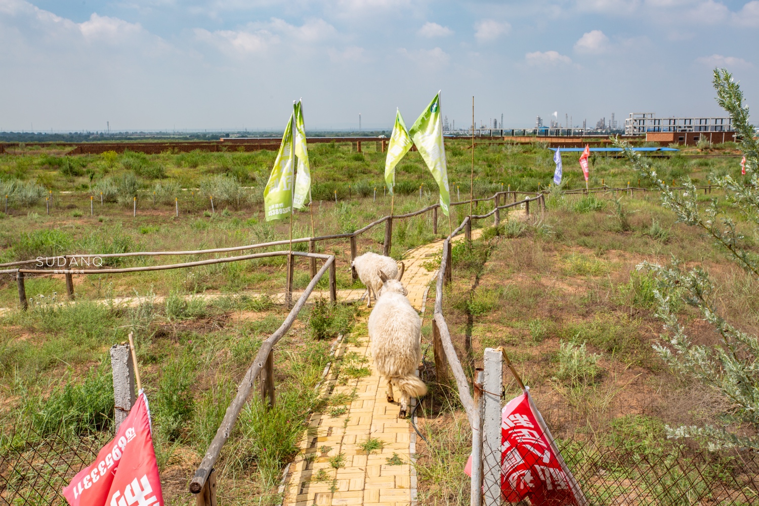 宁夏盐池滩羊肉好还是内蒙羊肉好,碰碰羊宁夏盐池羊肉