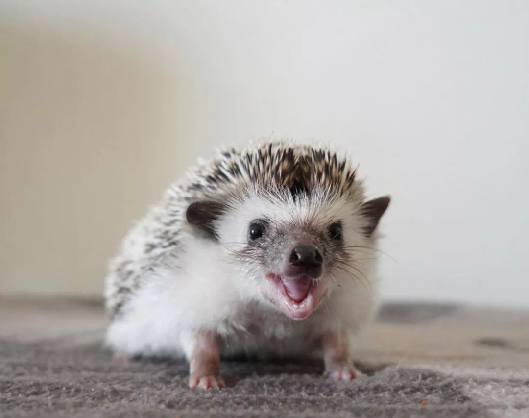 养一只戏精宠物是什么体验,养了一只小狐狸是什么体验