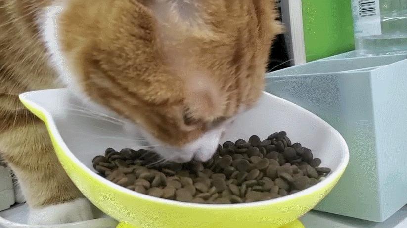 你家英短蓝猫什么样,美短英短哪个性格好