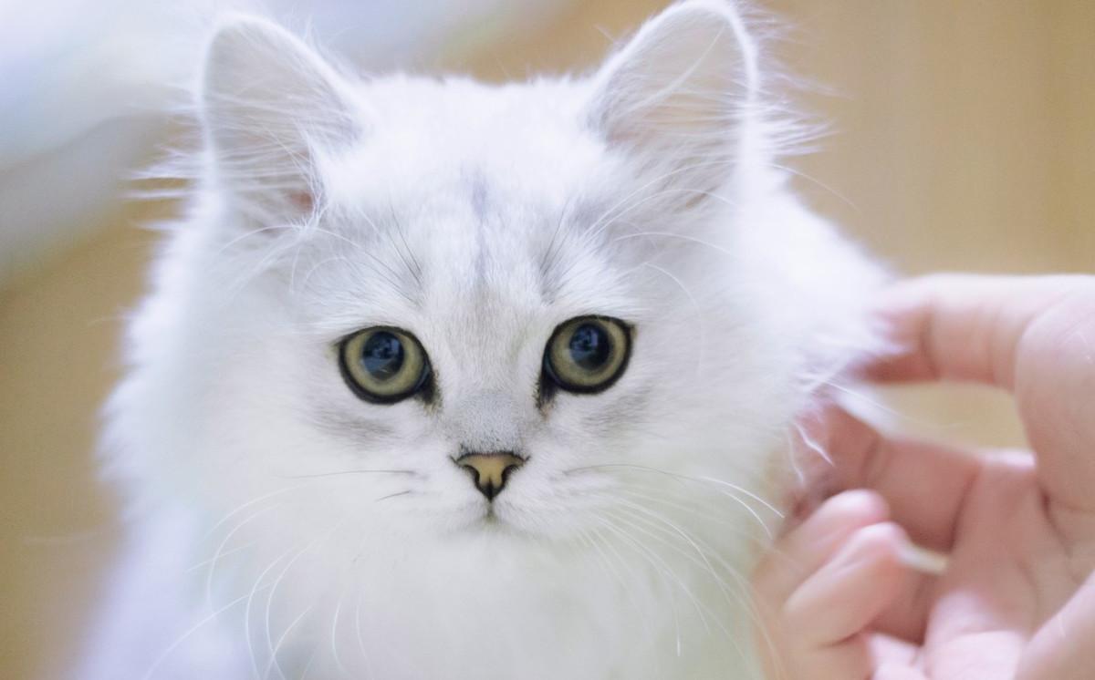 猫犯错可以打吗,猫犯错老是控制不住去打它