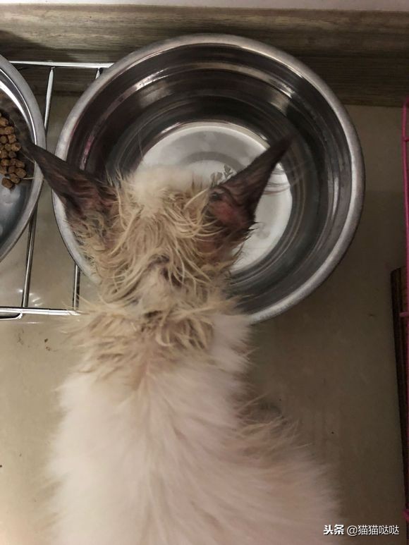 小猫得了猫癣怎么治好得快,小猫得了猫癣能治好吗