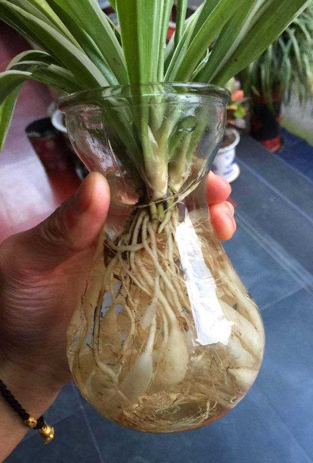 植物土生根和水生根的区别,水生根都有哪些植物