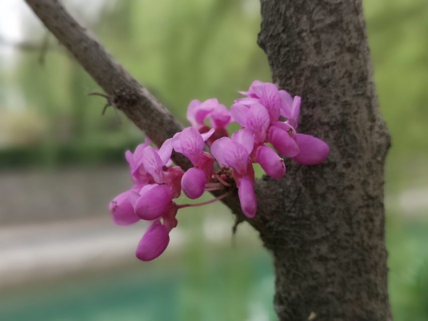 史密生梦华录·神牛馆游历记