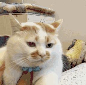 什么样的猫咪好养不容易养,养得好的猫咪几大特征是什么