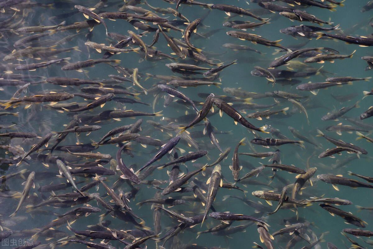 纳木错的“不动产”:年产3000吨鱼,青海湖成“前车之鉴”?