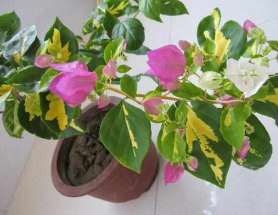 三角梅品种，细数三角梅最好看的八大品种