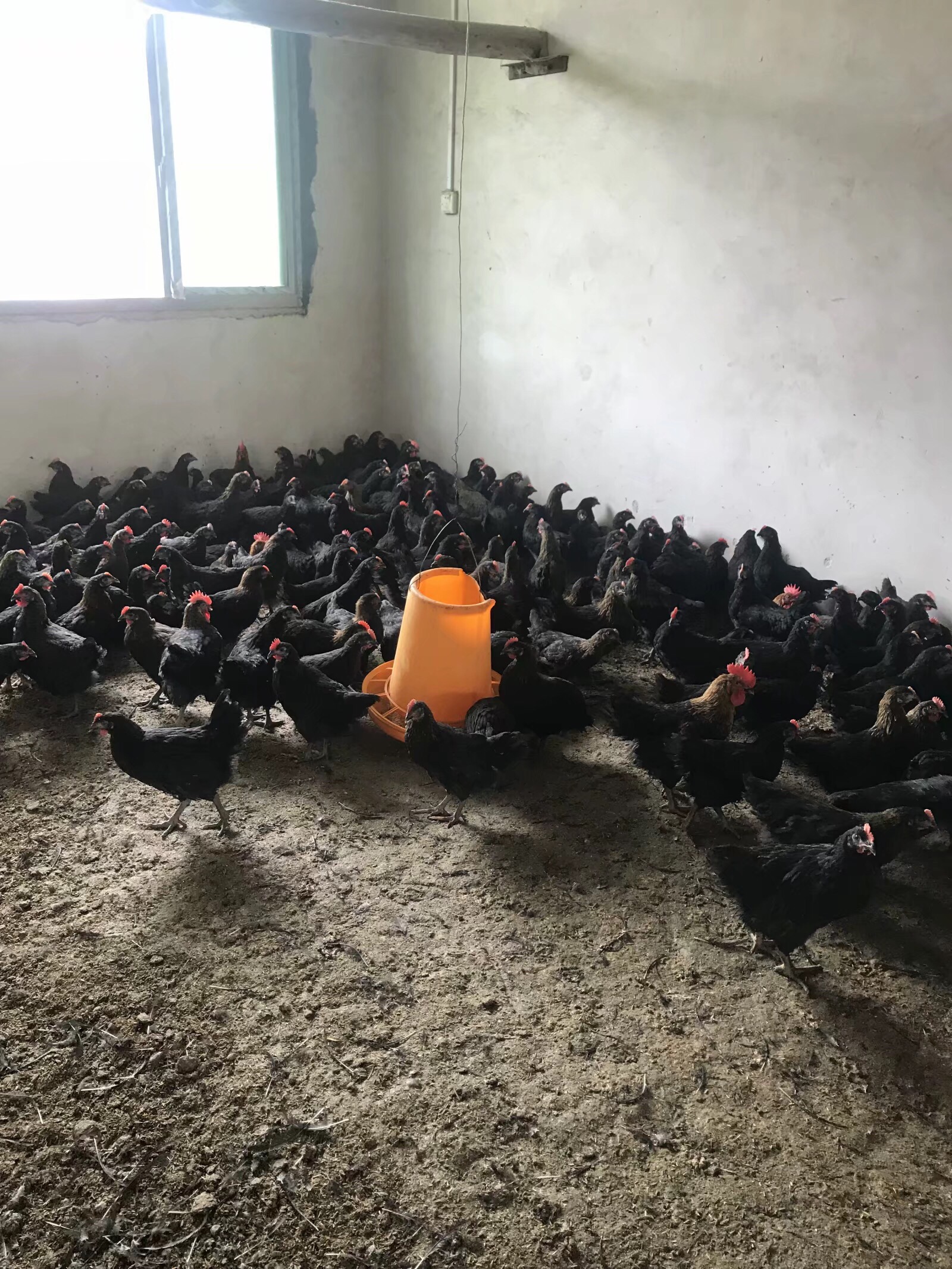 养鸡新模式土鸡,养鸡土鸡销路怎么样