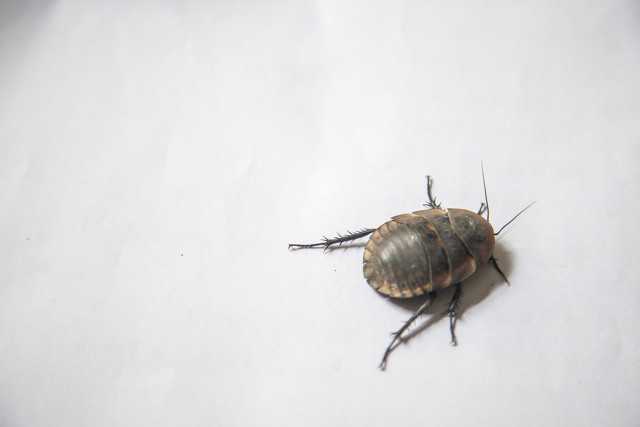 民间虫子入药土方法,黑色软体蠕动的虫子可以入药