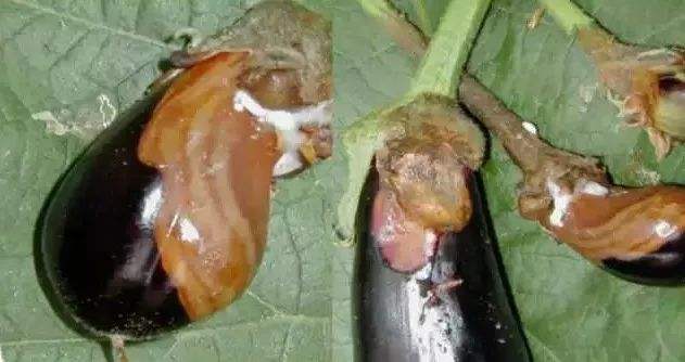 茄子的褐纹病怎么治,茄子褐纹病