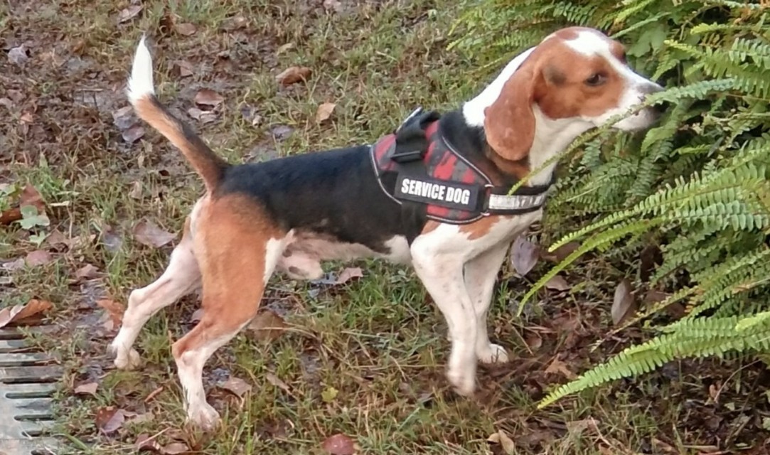 养比格犬好玩吗,比格犬适合新手养吗