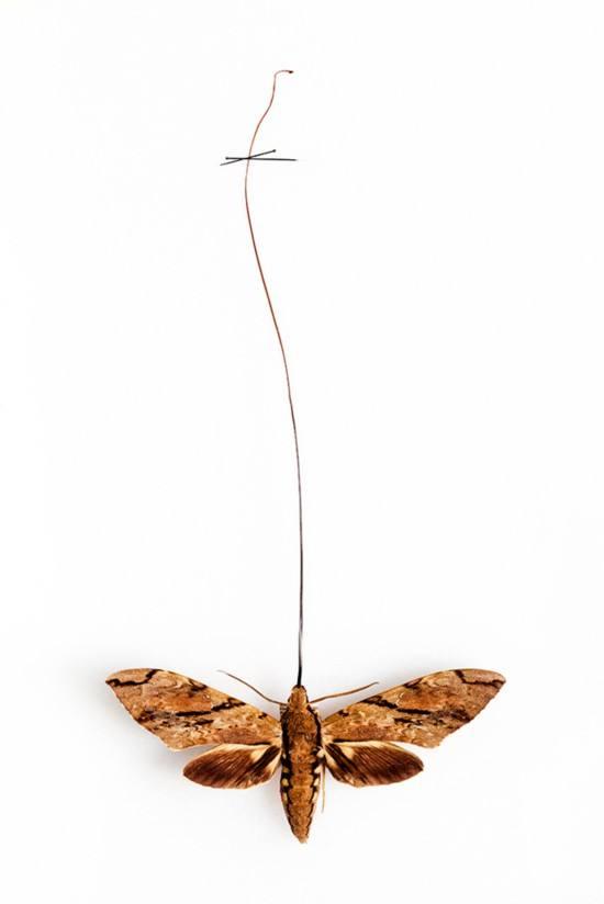 君子兰吊兰蝴蝶兰的图片,吊兰属不属于兰花的一种