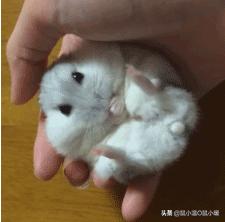 如何让咬人仓鼠变得不咬人,如何让咬人的仓鼠变得不咬人