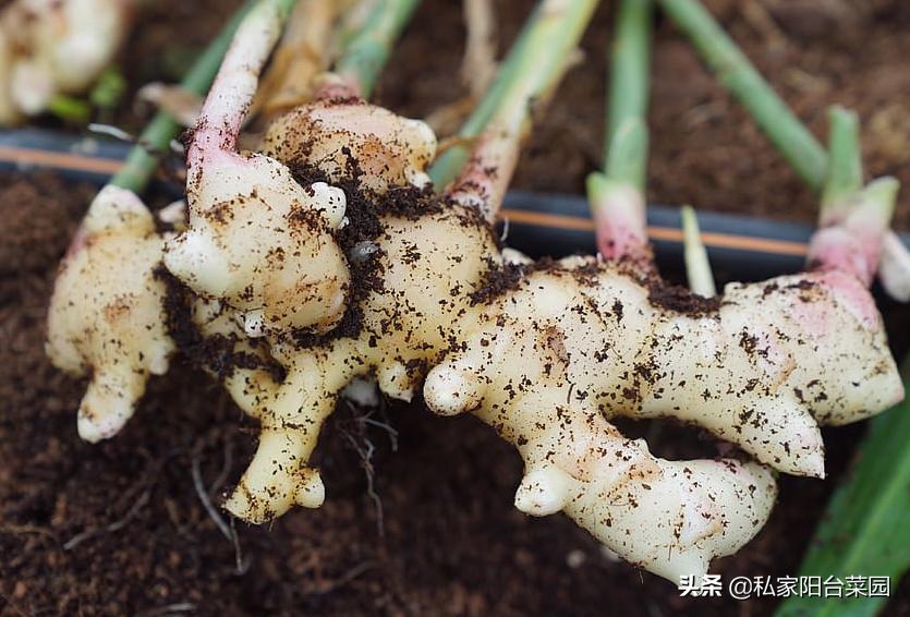 生姜怎样种植才能出姜率高,如何反季节种植生姜