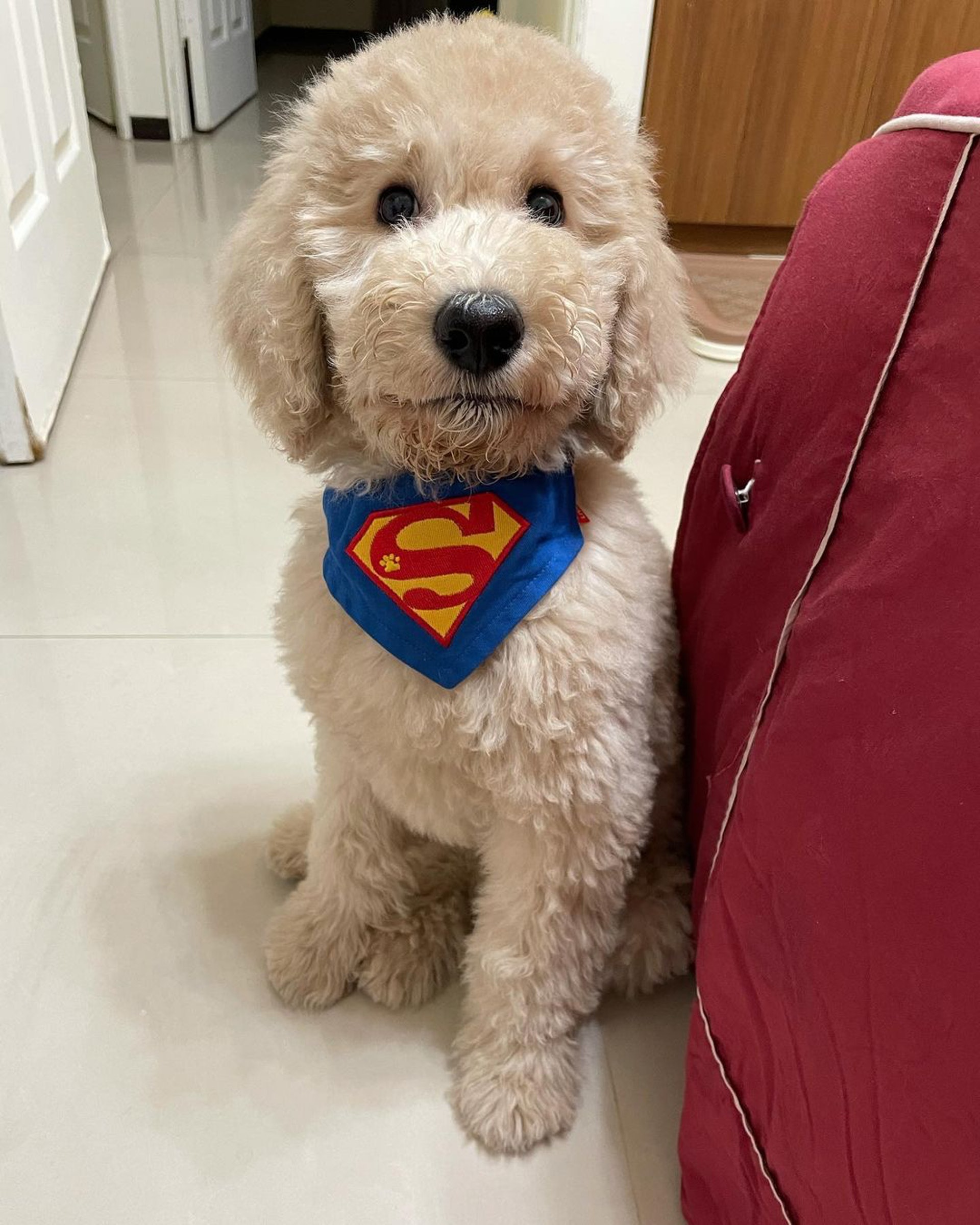 家里两只巨型贵宾犬,巨型贵宾犬发疯