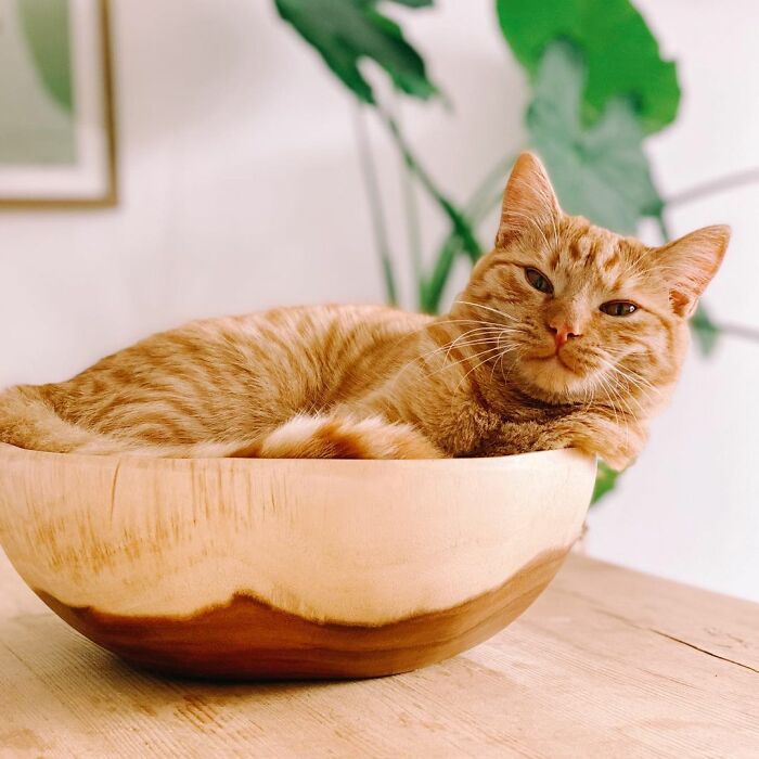 这只猫咪会模仿「穿长靴的猫」来讨食，超可爱模样让饲主无法拒绝