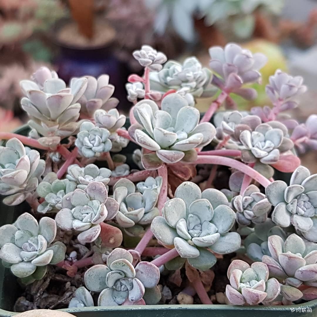 韩国大棚多肉,肉叔带你走遍韩国多肉大棚