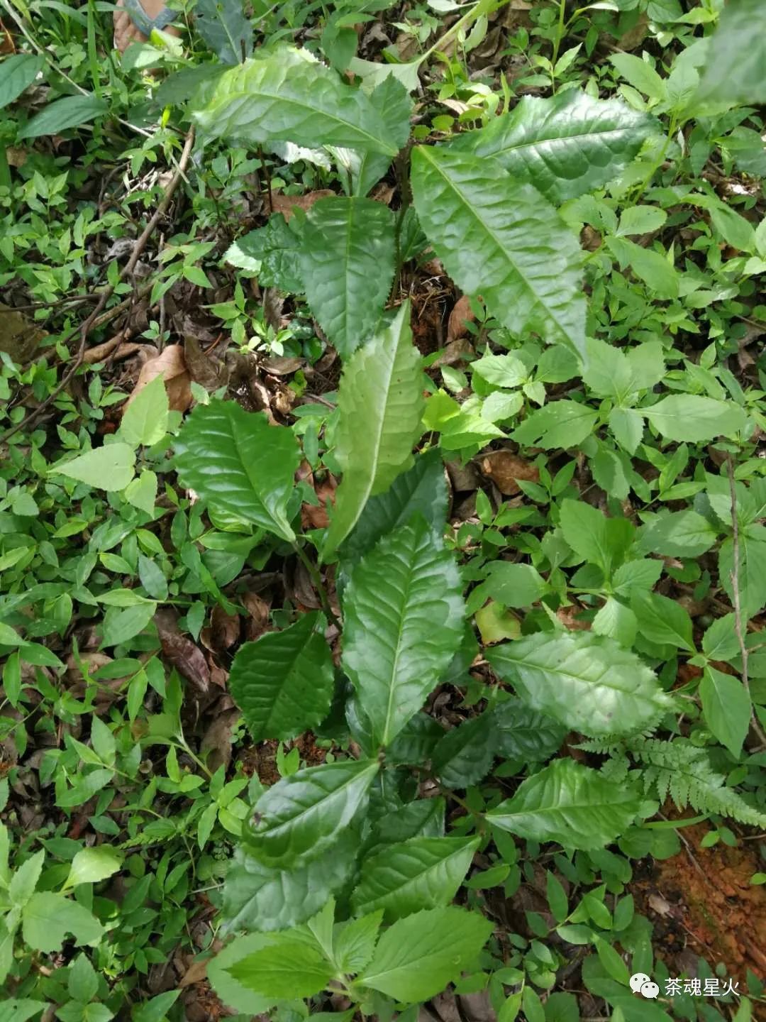 怎样解释“空无茶史”的“遍山古老‘大茶树’”？