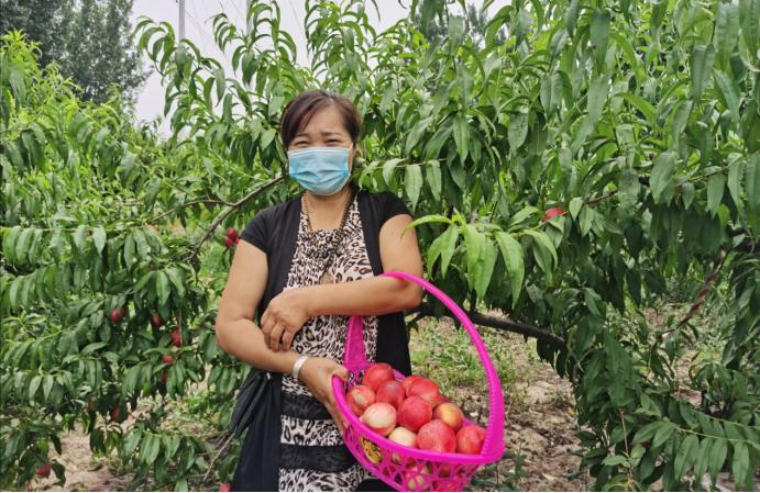 静海端午,静海夏季水果