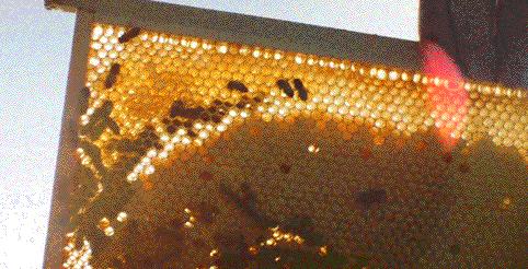 日本HACCI花绮低调、小众！吃、用、送礼两相宜！