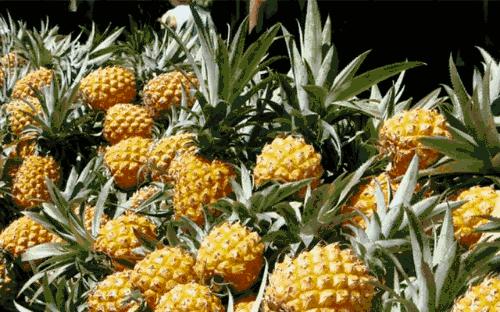菠萝甜还是凤梨甜,不知道是菠萝还是凤梨