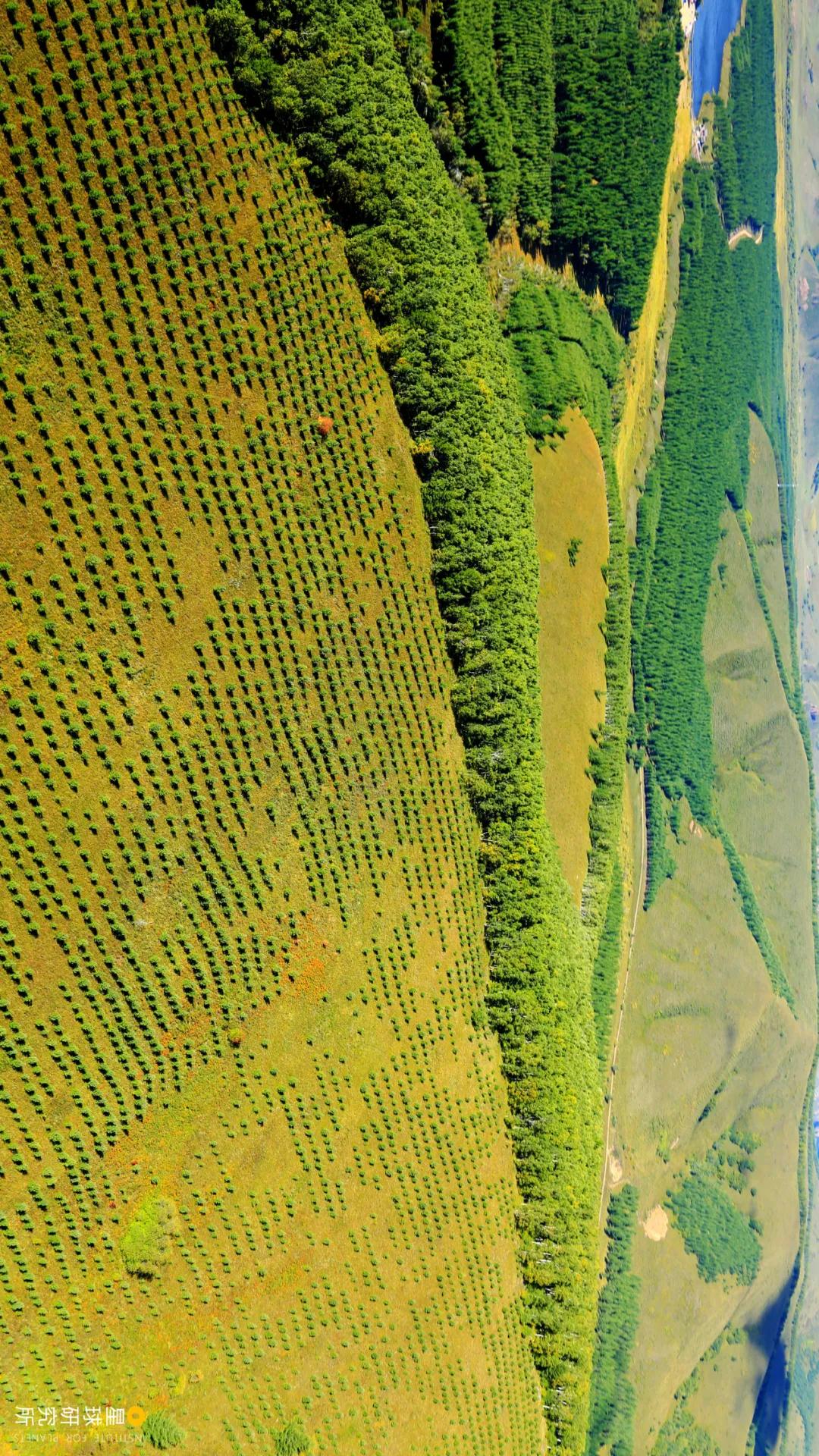 中国植树造林面积,中国植树造林成果国外有什么看法