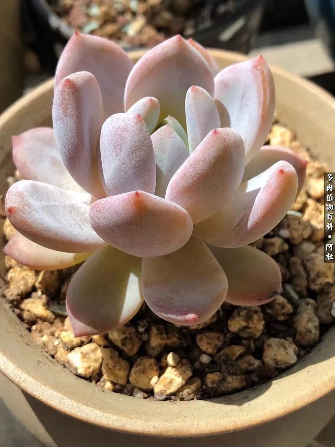 多肉有毒没毒,多肉有毒有毒