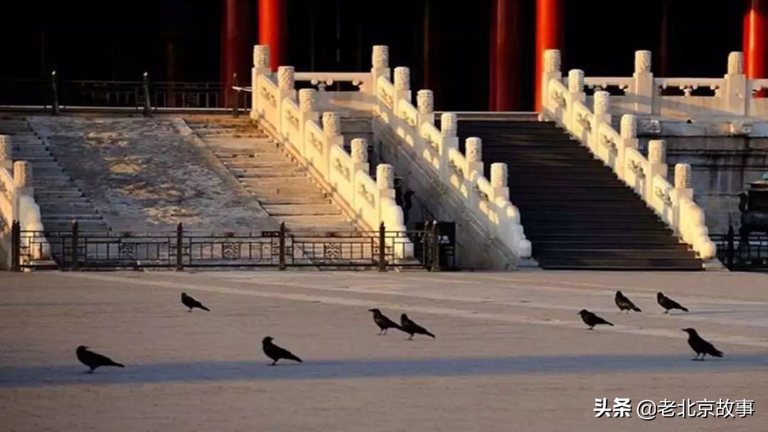 故宫成了动物园,故宫北京动物园