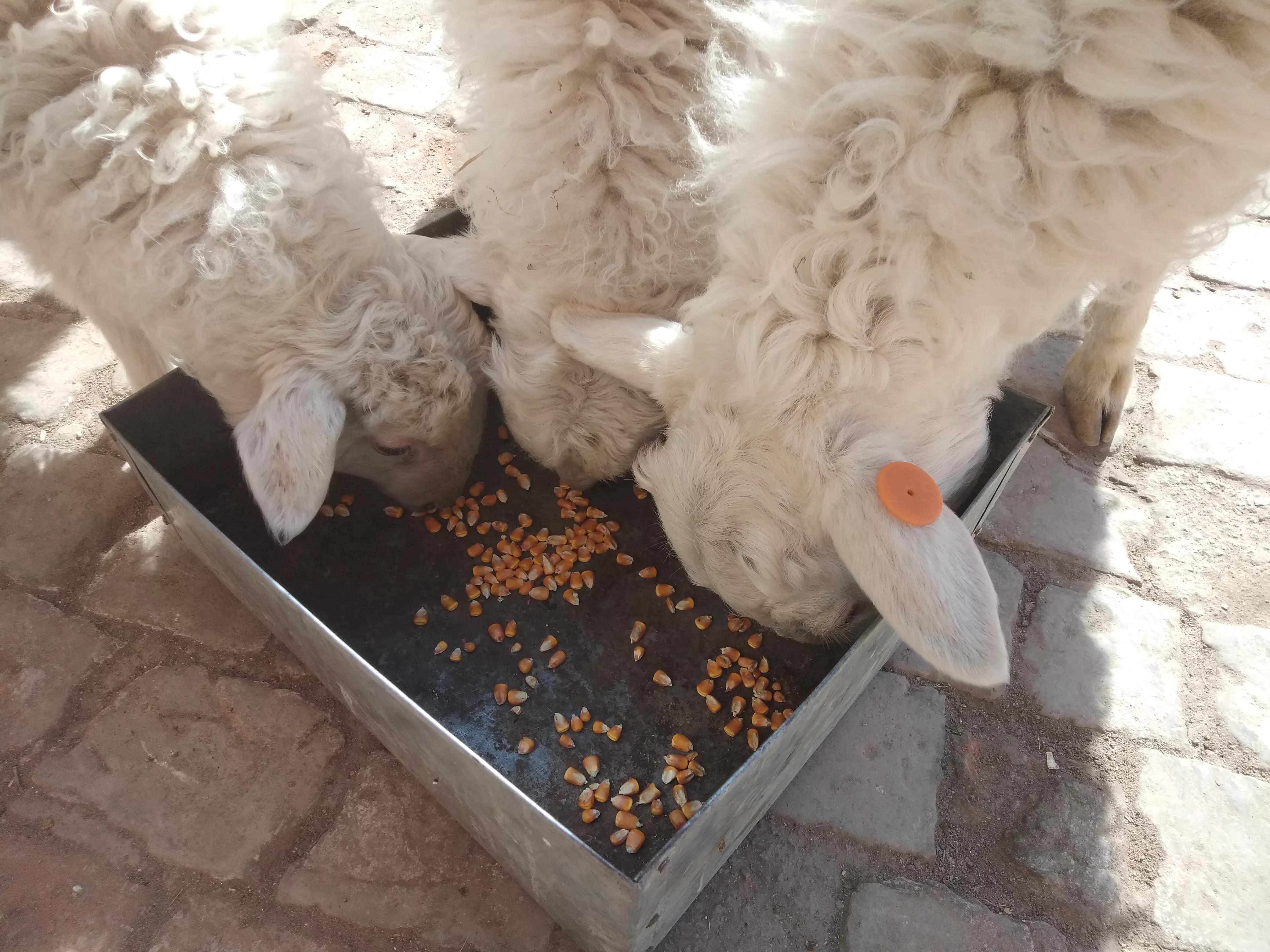 玉米和小麦哪个喂鱼好,玉米和小麦哪个喂羊效果好