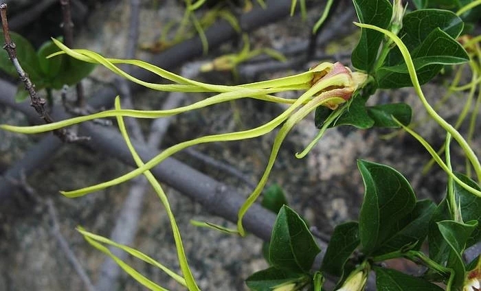 25种常见有毒的花草树木,警惕50种有毒植物