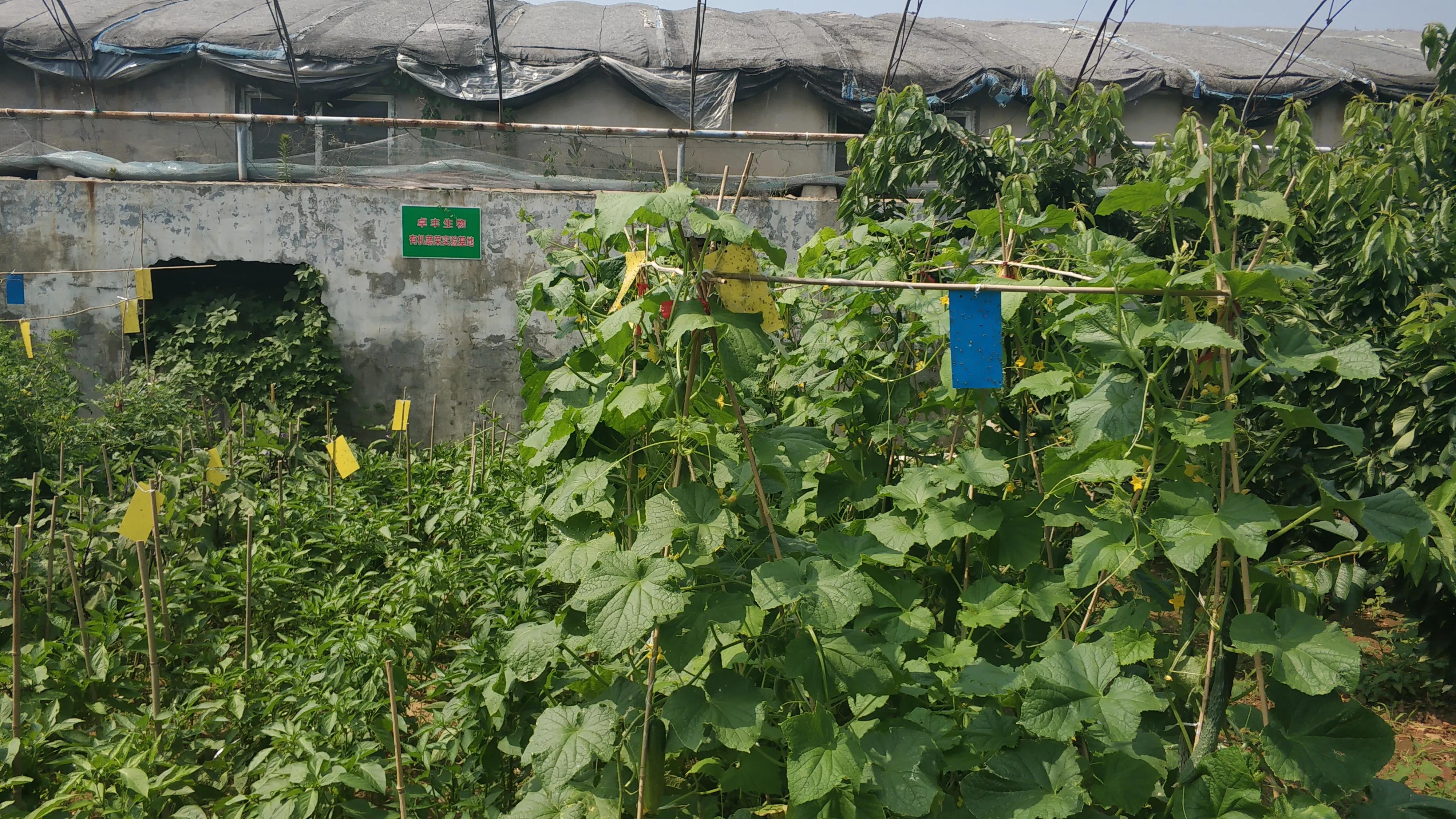 我的种植初体验,有机农业增产