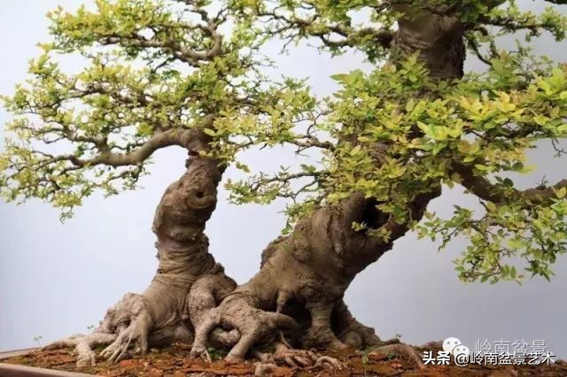 双干树,双干型果树