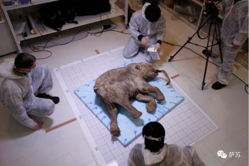 猛犸象灭绝是人类导致的吗,猛犸象灭绝原因的推测有几点