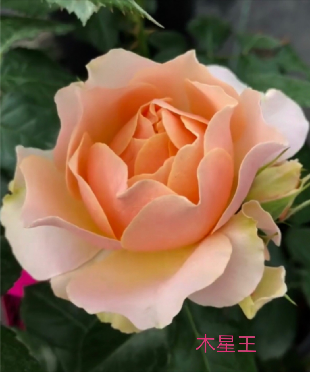 阳台系列月季品种大全,微型月季藤本月季