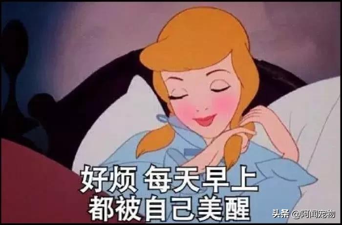 养宠物的哪个瞬间让你最崩溃,养宠物的24个扎心日常