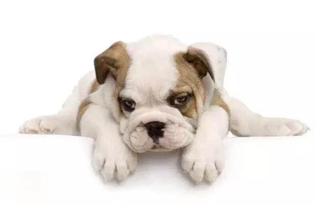 45种狗狗,45种狗狗很难得一见你认识几种