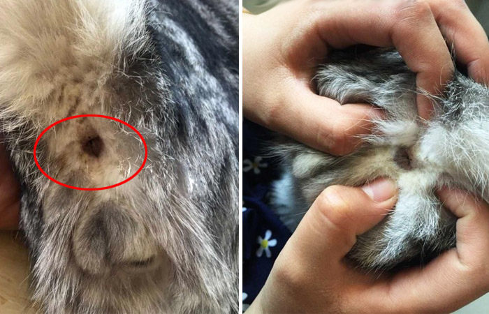 肛门腺是什么?猫咪需要挤肛门腺吗?