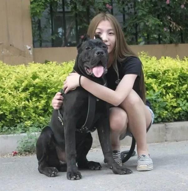 卡斯罗犬为什么不建议养,卡斯罗犬厉害吗值得养吗