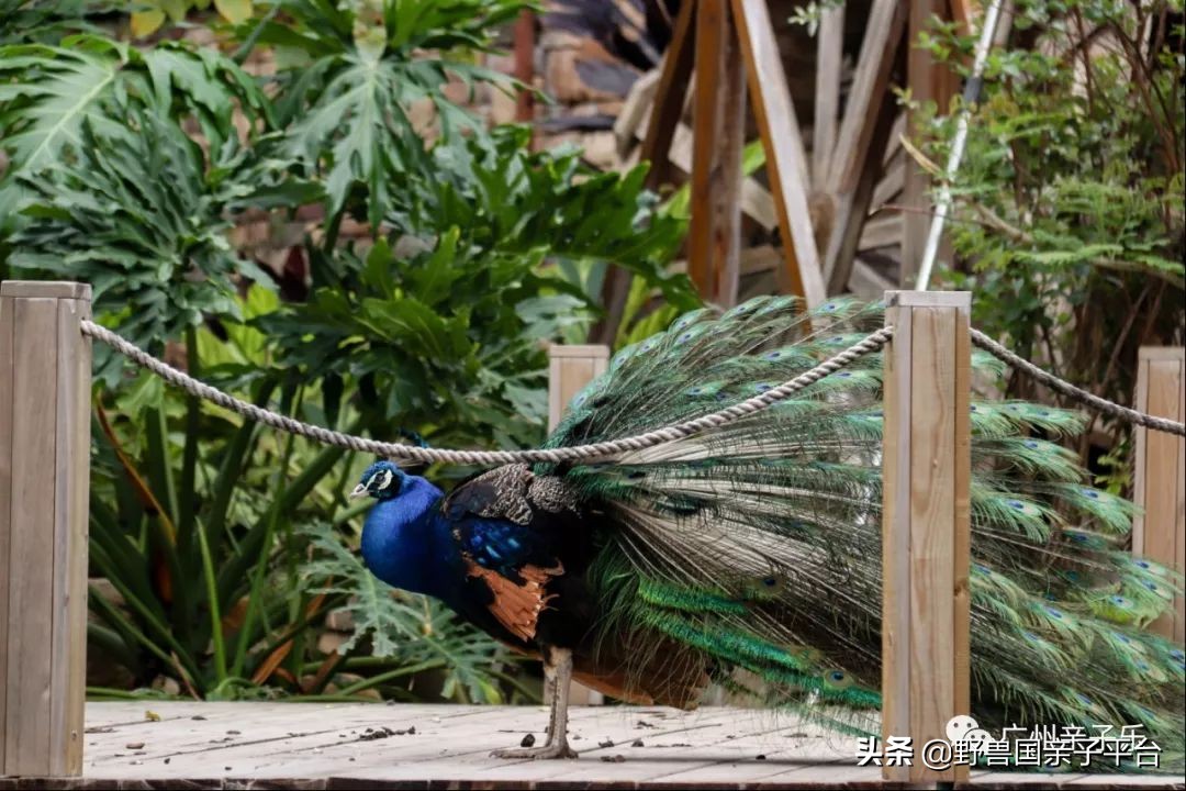 广州遛娃出游,广州遛娃3-4天攻略