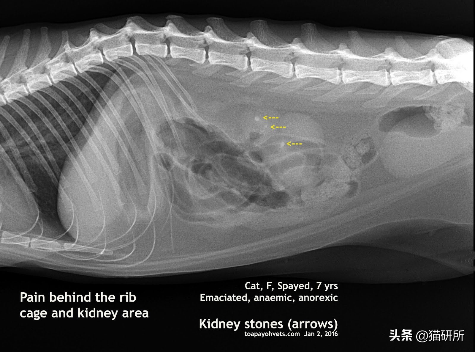10张让人不寒而栗的图片,猫咪x光正常图片