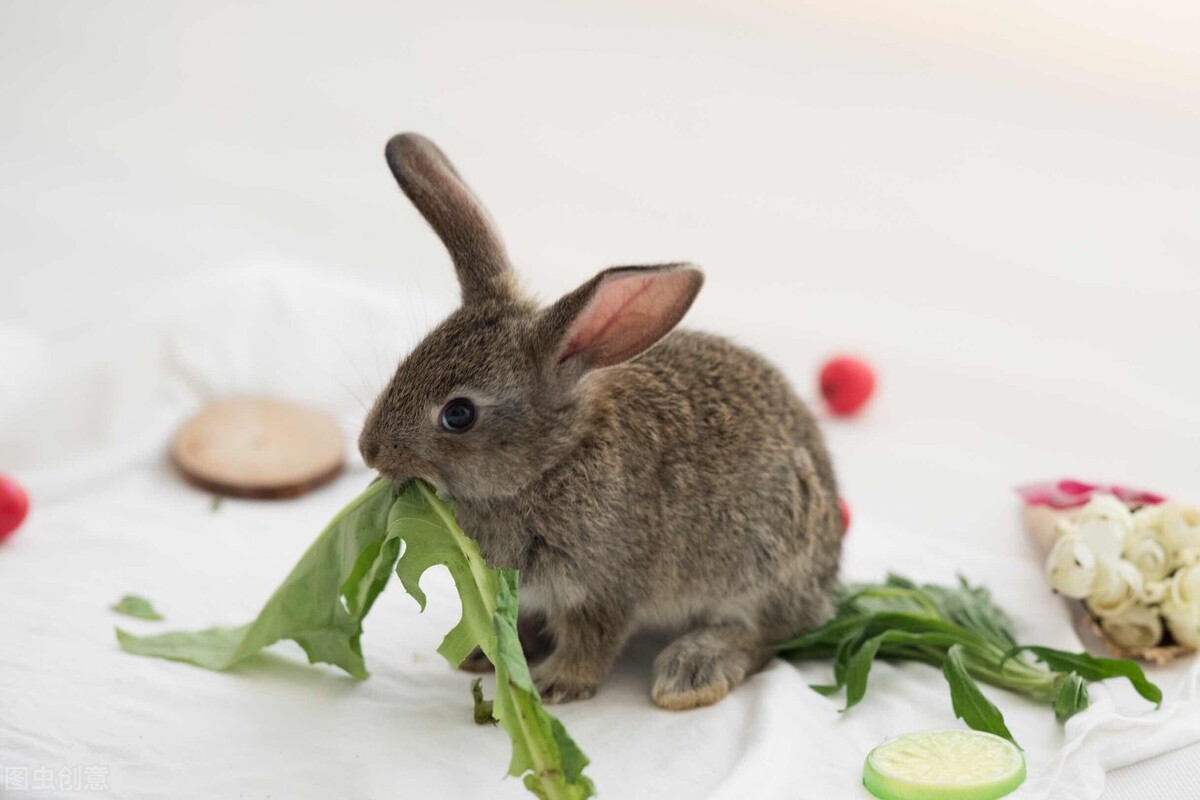 兔子特别粘主人是怎么回事,兔子粘毛了怎么办