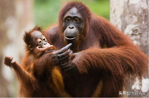 进化趣史（二）——我们是怎么变成这幅模样的