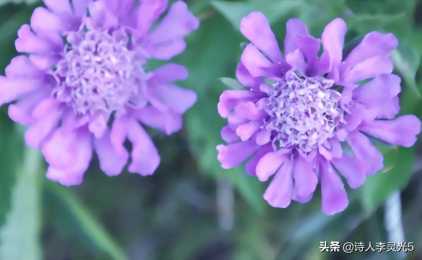 《李灵光世界国花诗》第1章第1节：亚洲东亚5国国花