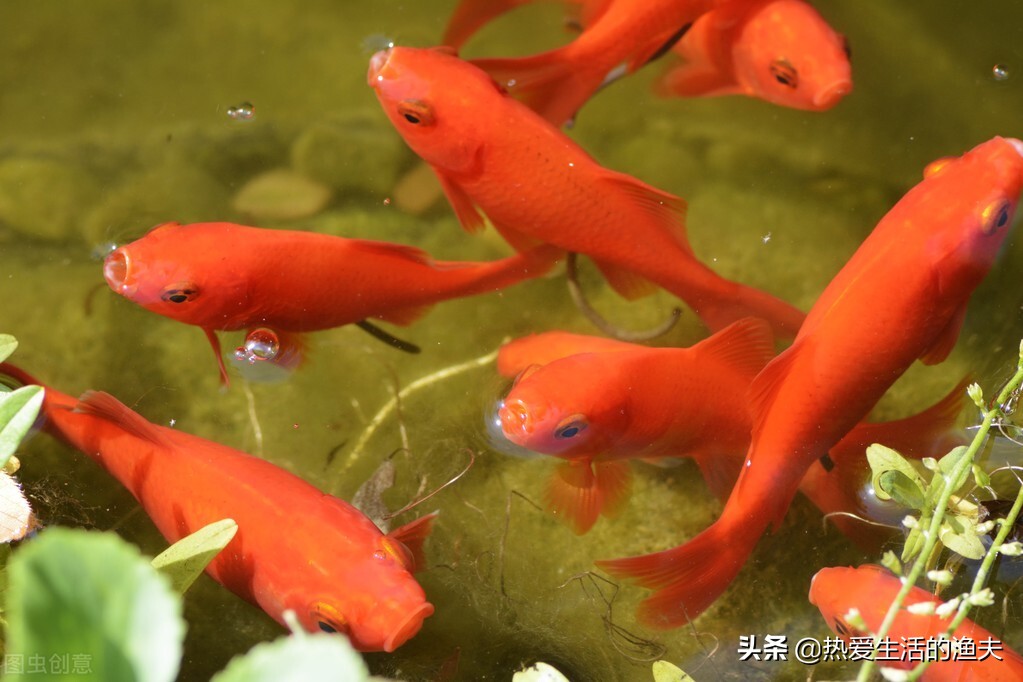 金鱼怎么养一段时间就会死,金鱼如何饲养才不死