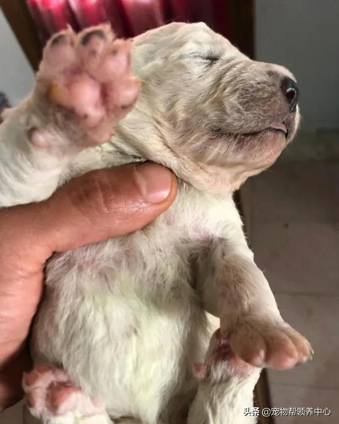 幼犬绿色稀的便便什么原因,幼犬出生1个月毛为什么会变色