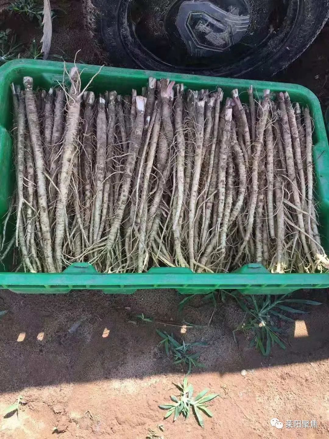 莱阳市胡城,莱阳胡城沙参