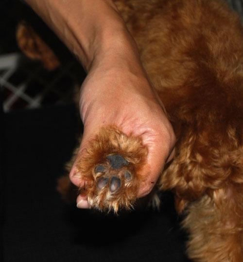 纯种泰迪犬都有5个特征,有这5种表现证明泰迪真的爱你