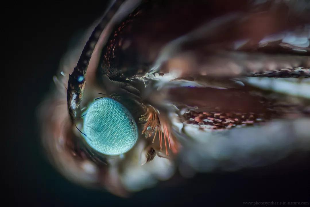 紫外线外星人真的存在吗,外星生命紫外线