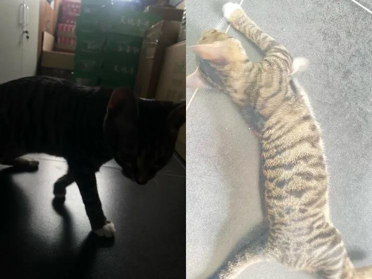 鑻规灉鎵嬫満寰崟鏁堟灉,iphone浠f浛寰崟